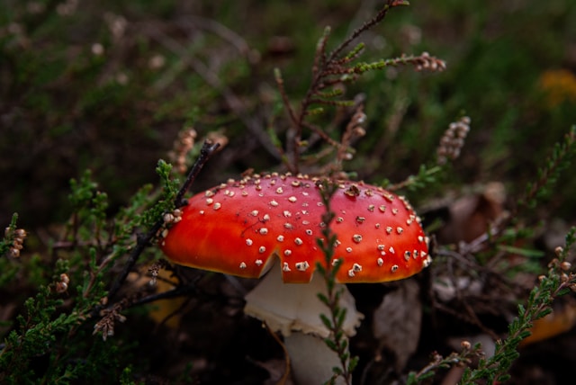 Natuur in omgeving vakantiehuis Haaksbergen